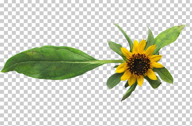 Common Sunflower Sunflower Seed Helianthus Exilis Crop PNG, Clipart, Agriculture, Common Sunflower, Crop, Daisy Family, Flower Free PNG Download
