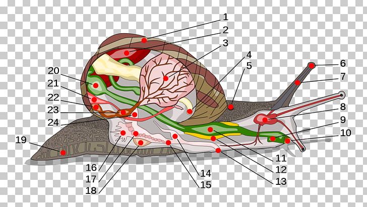 Land Snail Gastropods Anatomy Radula PNG, Clipart, Anatomy, Angle, Animals, Biology, Burgundy Snail Free PNG Download