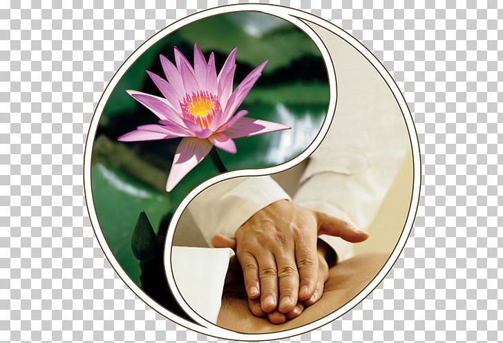 Massage Therapy Alternative Health Services National Holistic Institute Spa PNG, Clipart, Alternative Health Services, Alternative Medicine, Champissage, Chiropractic, Day Spa Free PNG Download