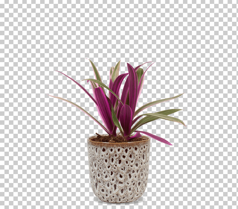 Flower Flowerpot Plant Houseplant Pink PNG, Clipart, Anthurium, Billbergia Nutans, Bromelia, Flower, Flowerpot Free PNG Download