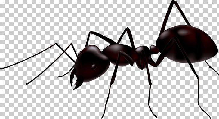 Ant Insect Graphics PNG, Clipart, Animals, Ant, Ant Colony, Arthropod, Drawing Free PNG Download