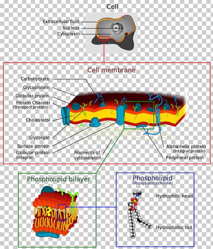 Biological Membrane Cell Membrane Phospholipid Biology PNG, Clipart, Angle, Area, Biological Membrane, Biology, Cell Free PNG Download