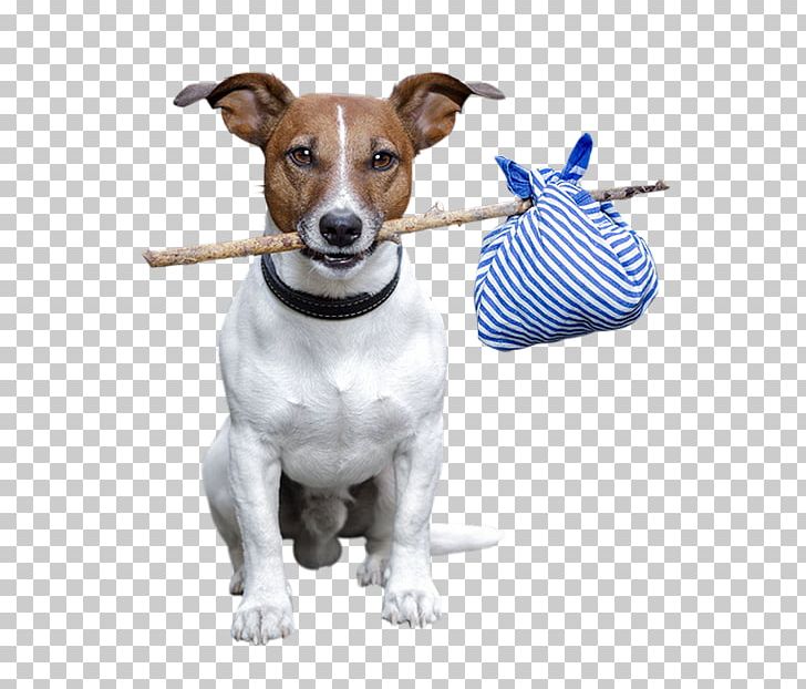 Jack Russell Terrier Rat Terrier Dog Breed Animal PNG, Clipart, Abandonment Of Animals Act 1960, Companion Dog, Dog, Dog Clothes, Dog Like Mammal Free PNG Download