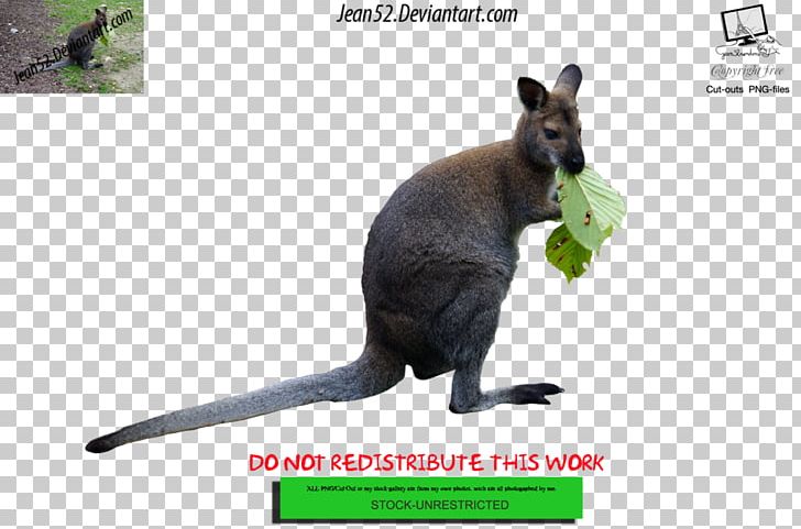 Kangaroo Wallaby Reserve Art PNG, Clipart, Art, Artist, Community, Czechoslovakian Wolfdog, Deviantart Free PNG Download