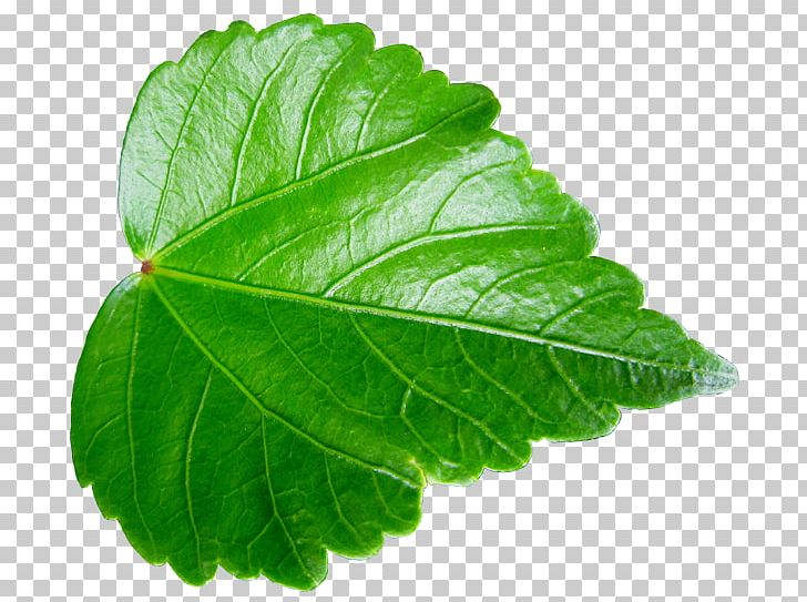 Leaf Vegetable ハイビスカス Herb Asakawa PNG, Clipart, Flower, Green, Herb, Herbalism, Japan Free PNG Download
