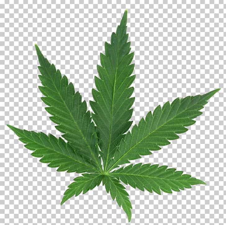 Medical Cannabis Cannabis Cup Cannabis Shop PNG, Clipart, Blunt, Cannabis, Cannabis Cup, Cannabis Sativa, Cannabis Shop Free PNG Download