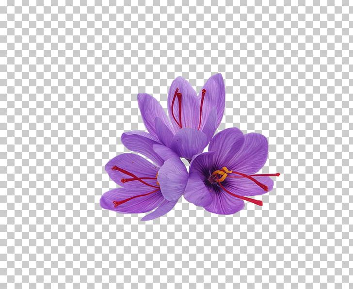 Saffron Autumn Crocus Spice Product PNG, Clipart, Autumn Crocus, Crocus, Export, Faire, Flower Free PNG Download