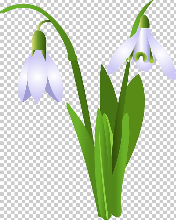 Snowdrop Flower PNG, Clipart, Amaryllis Family, Benzersiz, Data, Digital Image, Flora Free PNG Download