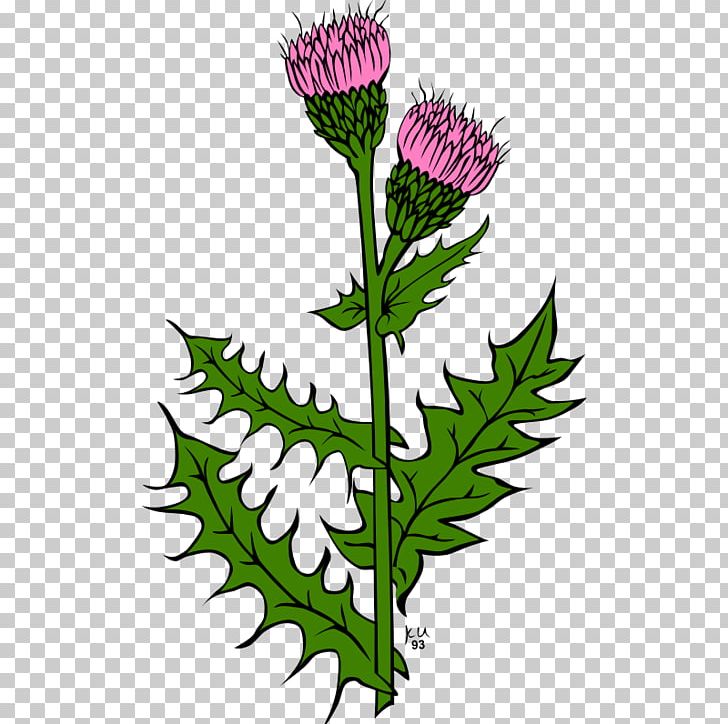 Scotland Creeping Thistle PNG, Clipart, Burdock, Cardoon, Creeping Thistle, Daisy Family, Drawing Free PNG Download