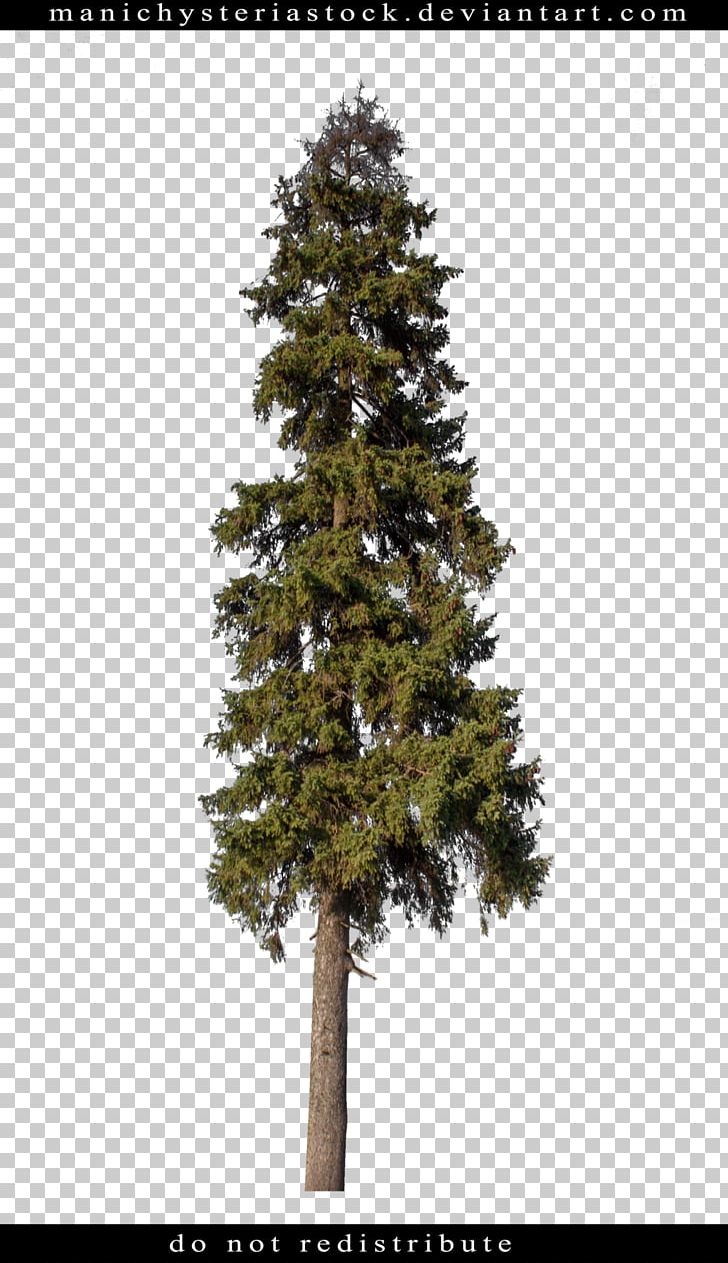 Spruce Pine Fir Tree Plant PNG, Clipart, Biome, Branch, Christmas Tree, Conifer, Conifers Free PNG Download