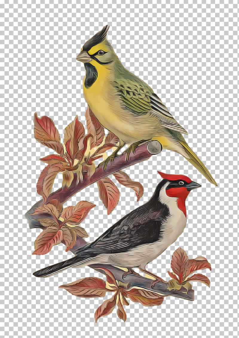 Birds Finches American Sparrows Lark Common Chaffinch PNG, Clipart, American Sparrows, Beak, Birds, Common Chaffinch, Drawing Free PNG Download