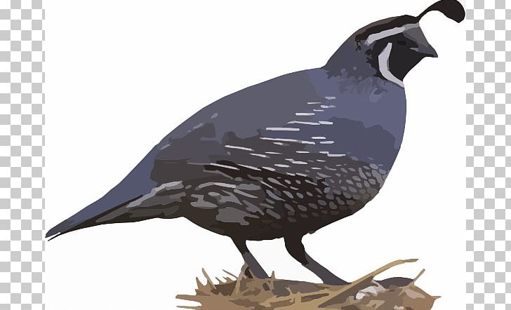 California Quail Bird Northern Bobwhite PNG, Clipart, Beak, Bird, California Quail, Callipepla, Clip Art Free PNG Download