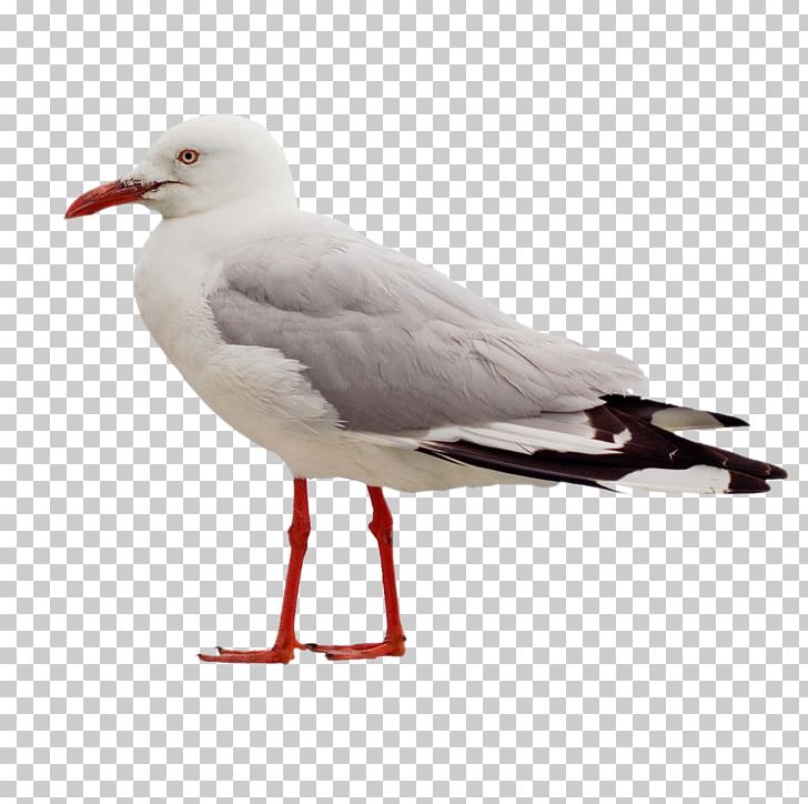 Gulls Columbidae Bird European Herring Gull PNG, Clipart, Animals, Beak, Bird, Bird Control Spike, Charadriiformes Free PNG Download