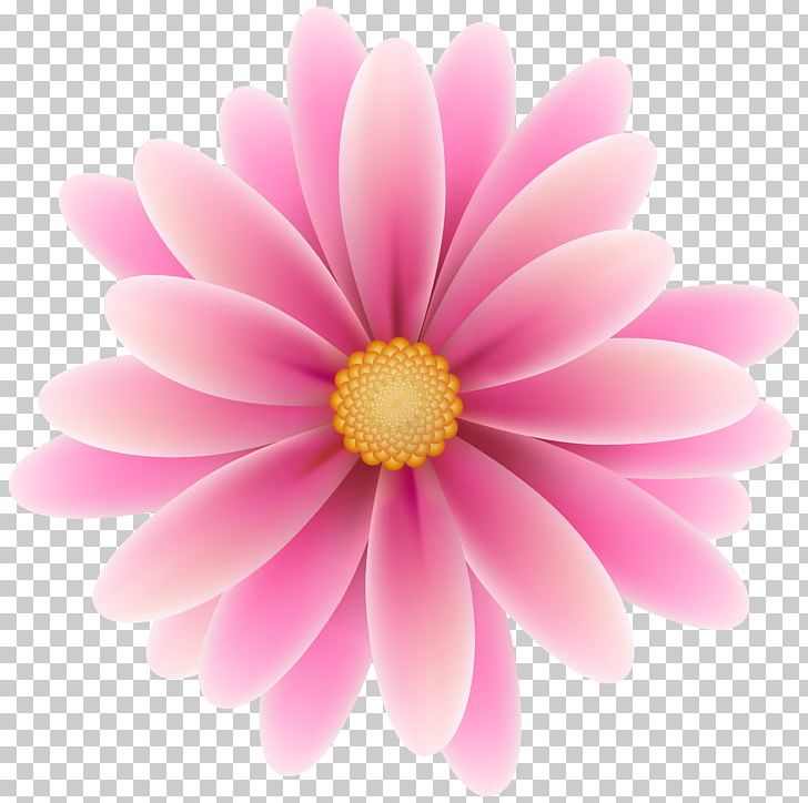 Pink Flowers PNG, Clipart, Art, Blossom, Chrysanths, Closeup, Color Free PNG Download