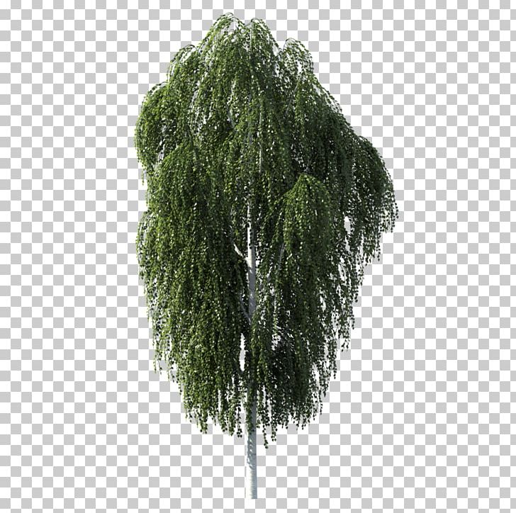 Tree Birch Woody Plant PNG, Clipart, Birch, Branch, Car Trunk, Drawing, Earth Free PNG Download