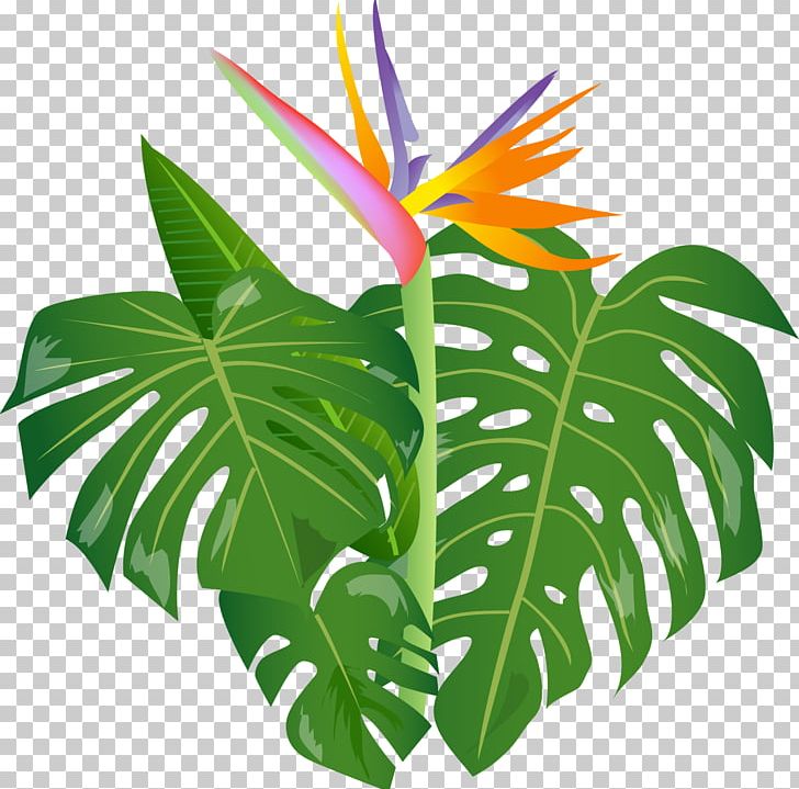 Niihau Hula Lomilomi Massage Lei Aloha PNG, Clipart, Aloha, Flora, Flower, Flowering Plant, Flowerpot Free PNG Download
