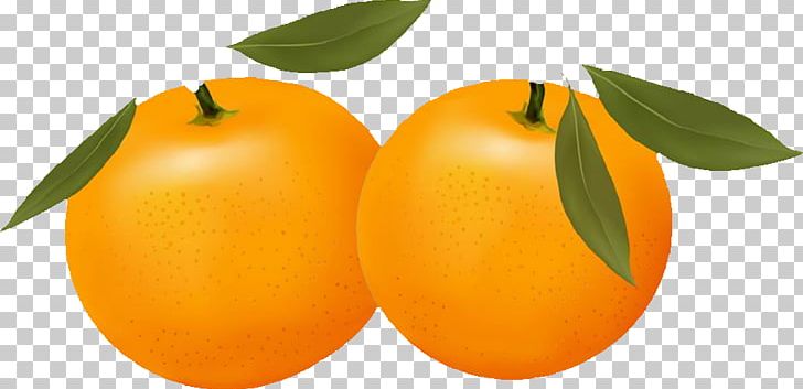 Orange Free Content Citrus Xc3u2014 Sinensis PNG, Clipart, Apricot, Cartoon, Citrus, Food, Fruit Free PNG Download
