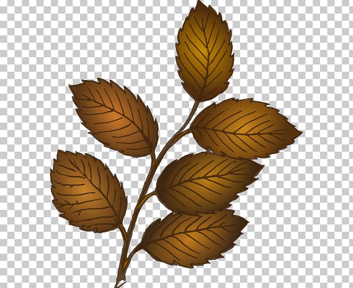 Branch Leaf PNG, Clipart, Autumn Leaf Color, Branch, Cartoon, Leaf, Oak Free PNG Download