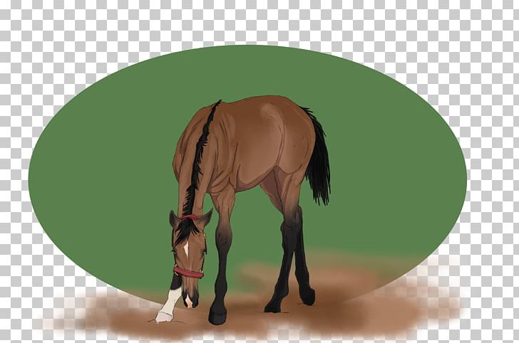 Mane Mustang Foal Stallion Colt PNG, Clipart, Bridle, Cartoon, Colt, Foal, Grass Free PNG Download
