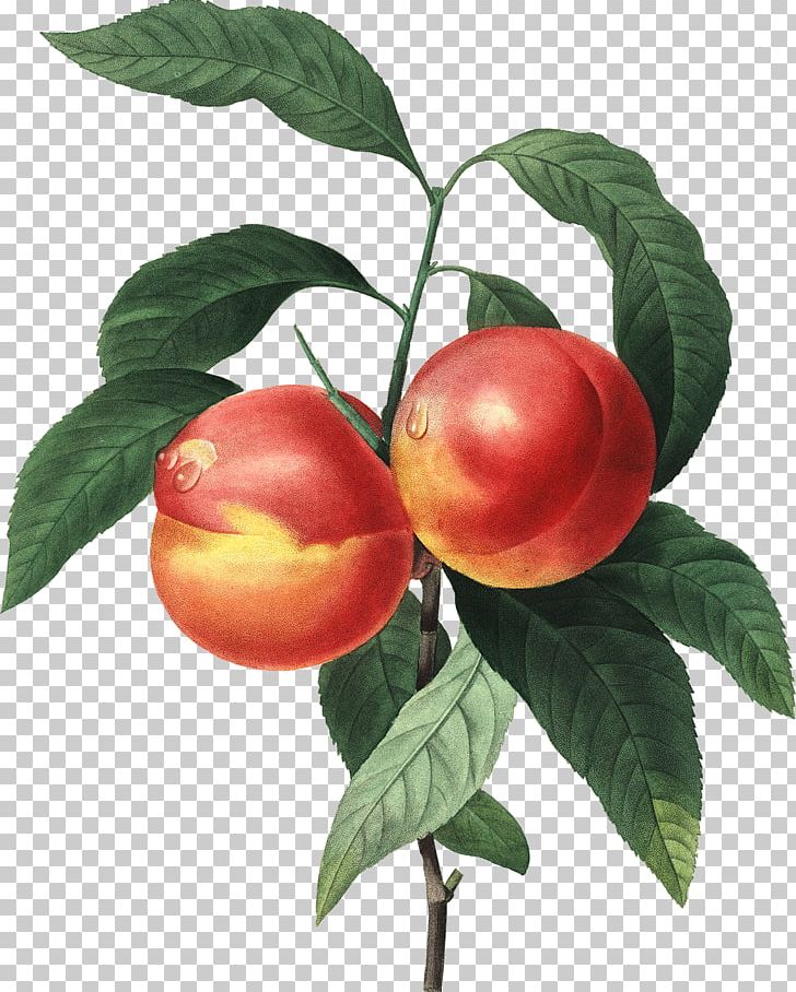 Peach Art Printing PNG, Clipart, Apple, Art, Botanical Illustration, Branch, Canvas Print Free PNG Download