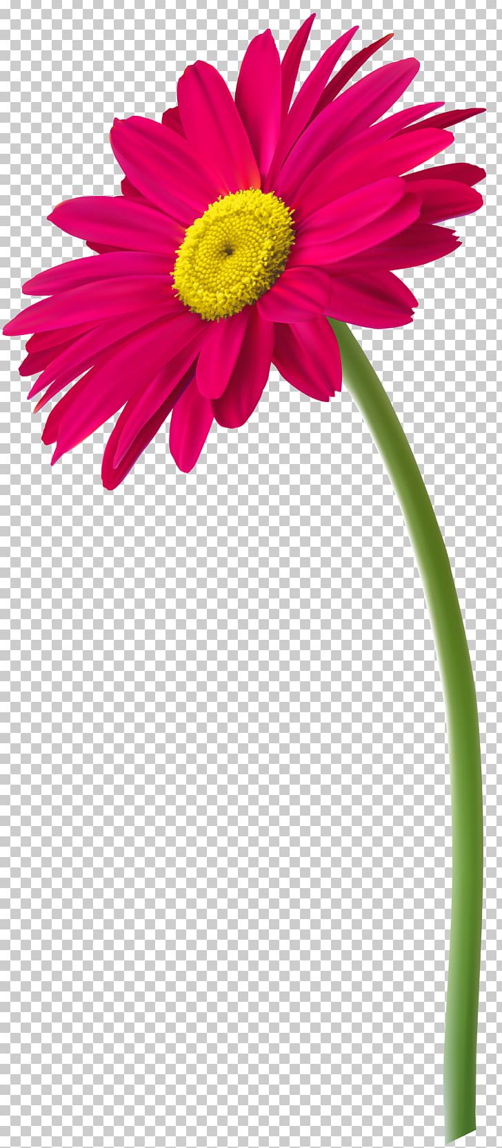 Transvaal Daisy Drawing PNG, Clipart, Annual Plant, Art, Cartoon, Clip,  Clip Art Free PNG Download