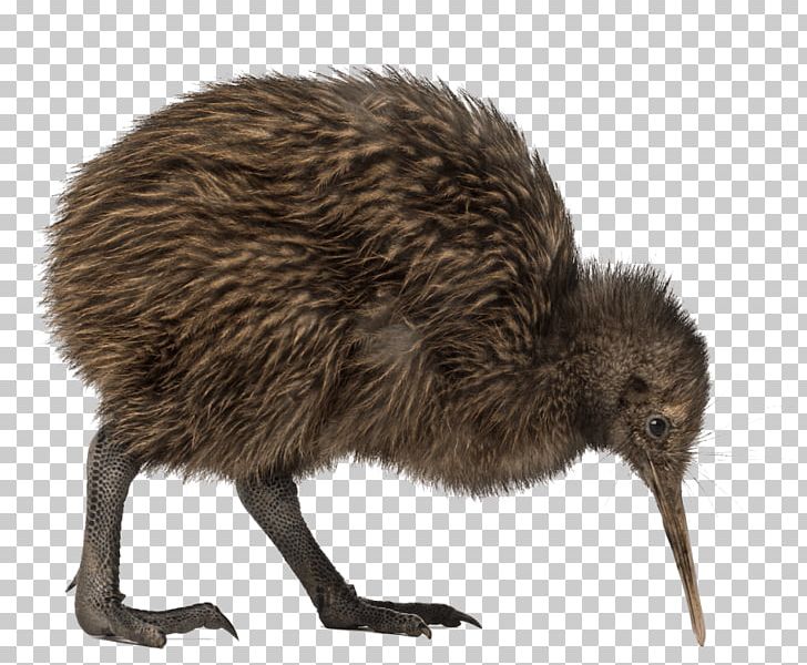 Bird North Island Brown Kiwi Great Spotted Kiwi Little Spotted Kiwi PNG, Clipart, Animals, Beak, Bird, Bird Hd, Emu Free PNG Download