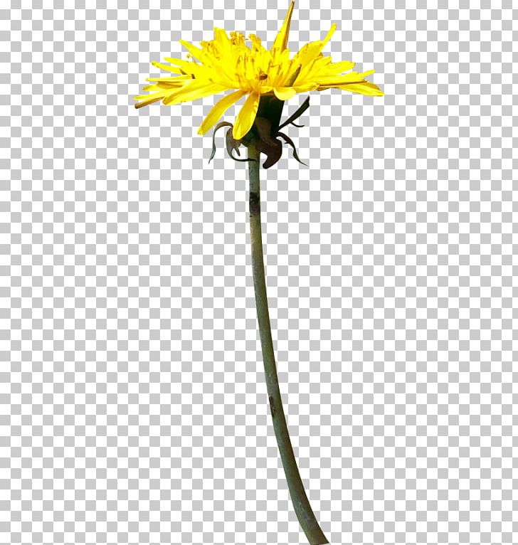 Common Sunflower Light Transparency And Translucency PNG, Clipart, Cut Flowers, Daisy, Daisy Family, Dandelion, Dots Per Inch Free PNG Download