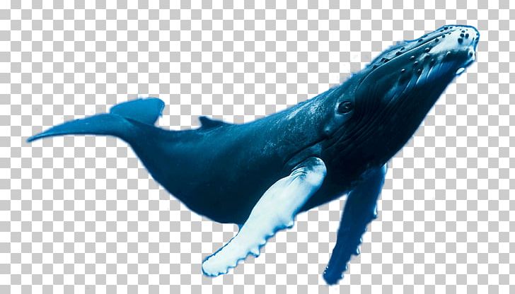 Dolphin Cetaceans Web Project PNG, Clipart, Animal, Animal Figure, Aquatic Creatures, Cascading Style Sheets, Cetaceans Free PNG Download