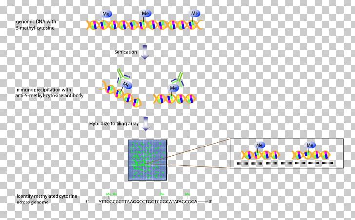 Tiling Array Array Comparative Genomic Hybridization Genome Genomics PNG, Clipart, Affymetrix, Angle, Area, Brand, Comparative Genomic Hybridization Free PNG Download