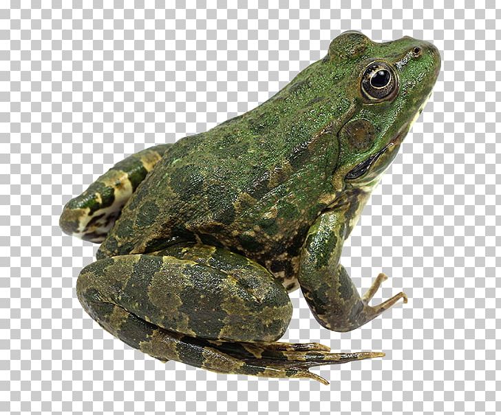 True Frog Amphibian Edible Frog Toad PNG, Clipart, American Bullfrog, Amphibian, Animal, Animals, Bullfrog Free PNG Download