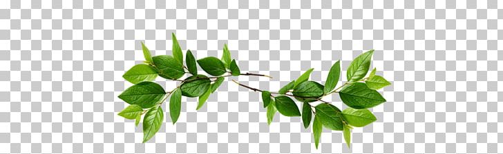 Xapuri Leaf Hoa Aina O Makaha Rio Branco PNG, Clipart, Acre, Branch, Brazil, Chico Mendes, Child Free PNG Download