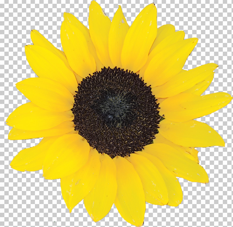 Sunflower PNG, Clipart, Asterales, Flower, Paint, Petal, Plant Free PNG Download