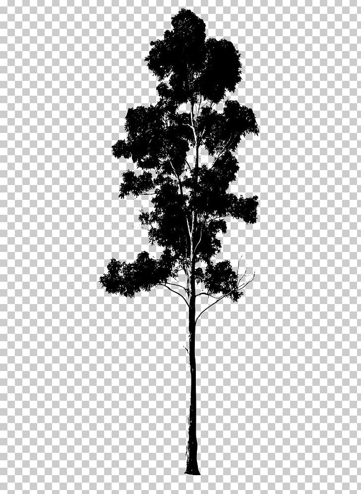 Gum Trees Drawing Pine PNG, Clipart, Black And White, Branch, Conifer, Conifers, Drawing Free PNG Download