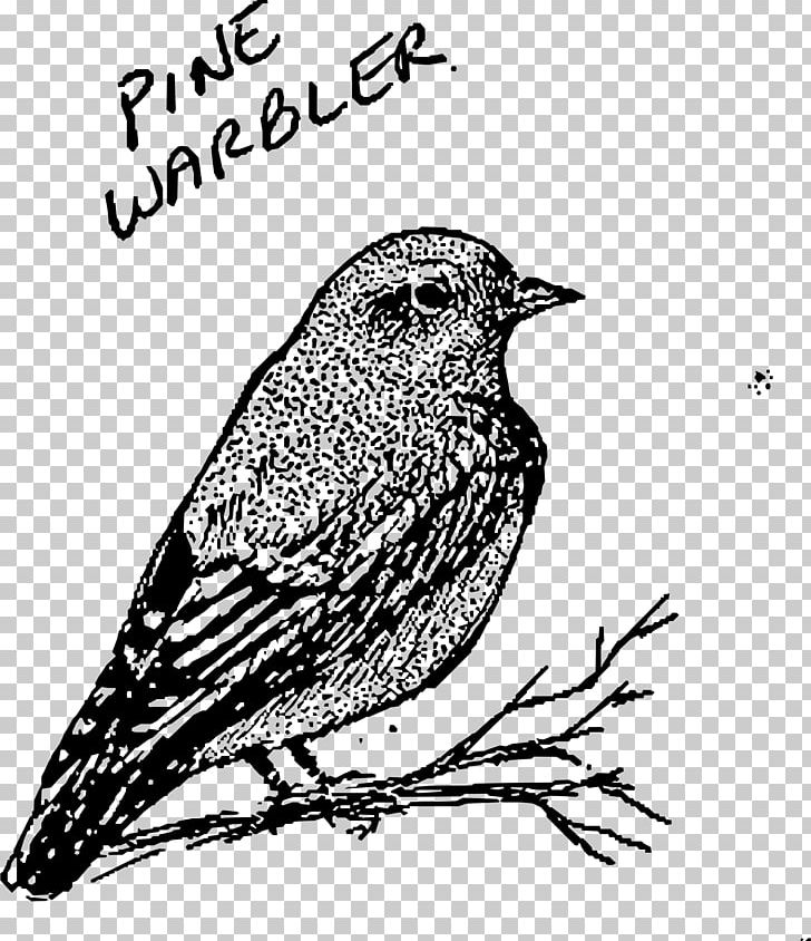 House Sparrow New World Warbler Bird Finch Drawing PNG, Clipart, American Sparrows, Animals, Art, Beak, Black And White Free PNG Download