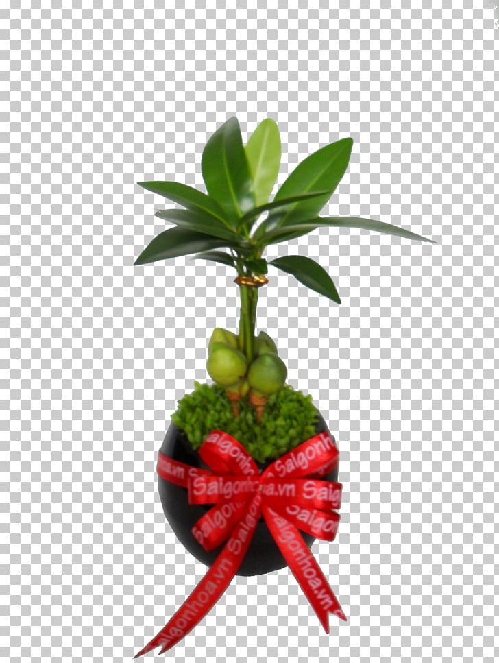Leaf Flowerpot Houseplant Plant Stem PNG, Clipart, Flowerpot, Houseplant, Leaf, Plant, Plant Stem Free PNG Download