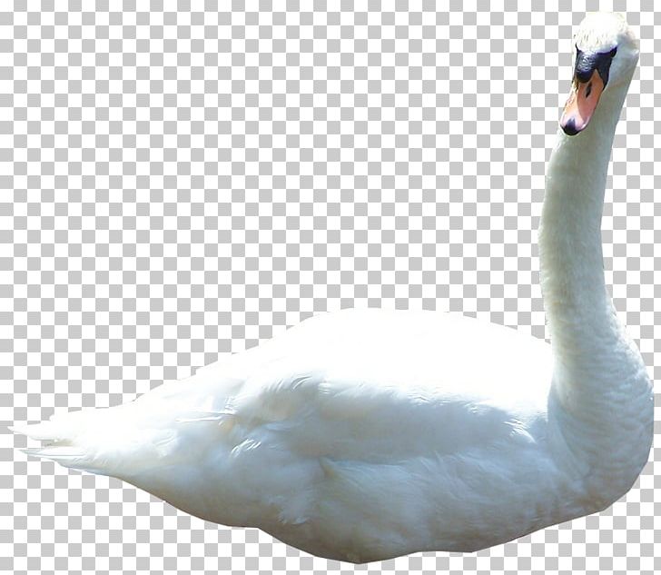 Mute Swan Cygnini 3D Computer Graphics PNG, Clipart, 3d Computer Graphics, Beak, Bird, Computer Graphics, Computer Icons Free PNG Download