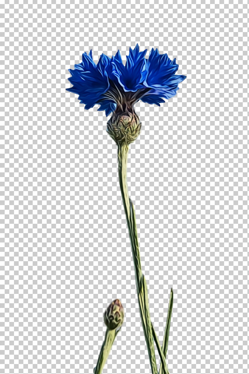 Cornflower PNG, Clipart, Android, Blue, Bud, Cornflower, Cut Flowers Free PNG Download