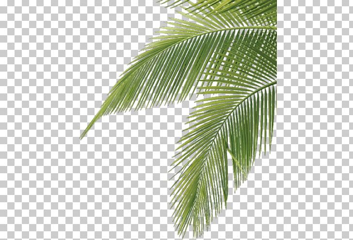 Arecaceae Frond Leaf Palm Branch Tree PNG, Clipart, Arecaceae, Arecales, Borassus Flabellifer, Coconut, Date Palm Free PNG Download