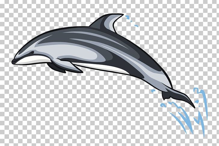 Common Bottlenose Dolphin Short-beaked Common Dolphin White-beaked Dolphin Tucuxi Wholphin PNG, Clipart,  Free PNG Download