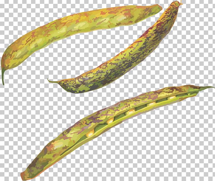 Pea Common Bean PNG, Clipart, 2016, Bean, Common Bean, Directory, Long Gallery Free PNG Download