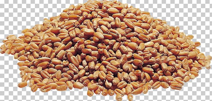 Wheat PNG, Clipart, Wheat Free PNG Download