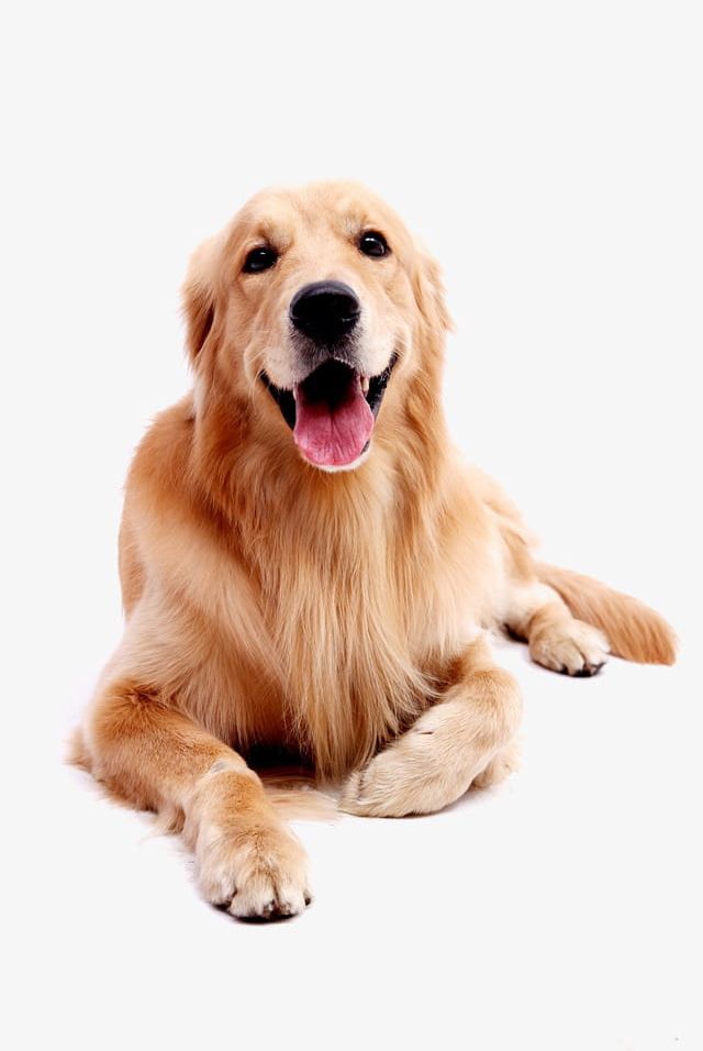 Dog Pet Golden Retriever PNG, Clipart, Animal, Animals, Animals Element, Canine, Cute Free PNG Download
