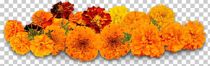Flower Delivery Puja Petal Marigold PNG, Clipart, Calendula, Desktop Wallpaper, Flower, Flower Delivery, Flowers Free PNG Download
