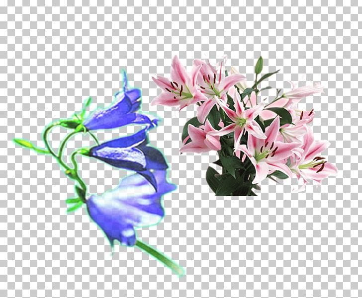 Flower Purple Lilium Pink PNG, Clipart, Bellflower Family, Blue, Cut Flowers, Download, Flora Free PNG Download