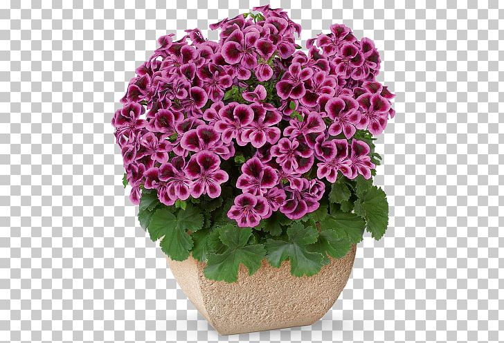 Geranium Sanguineum Pelargonium Zonale Pelargonium Peltatum Flower Blueberry PNG, Clipart, Blueberry, Flower, Geranium Sanguineum, Pelargonium Peltatum, Pelargonium Zonale Free PNG Download