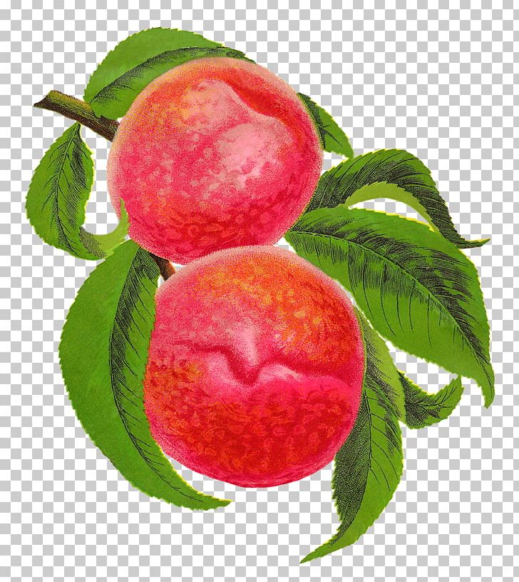 Peach Food Fruit PNG, Clipart, Antique, Apple, Drawing, Food, Fruit Free PNG Download