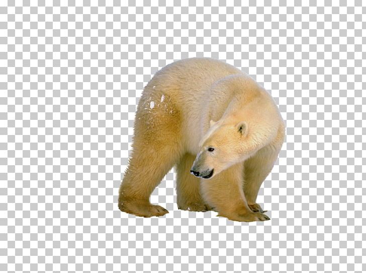 Polar Bear PNG, Clipart, Animal, Animal Figure, Bear, Carnivoran, Computer Icons Free PNG Download