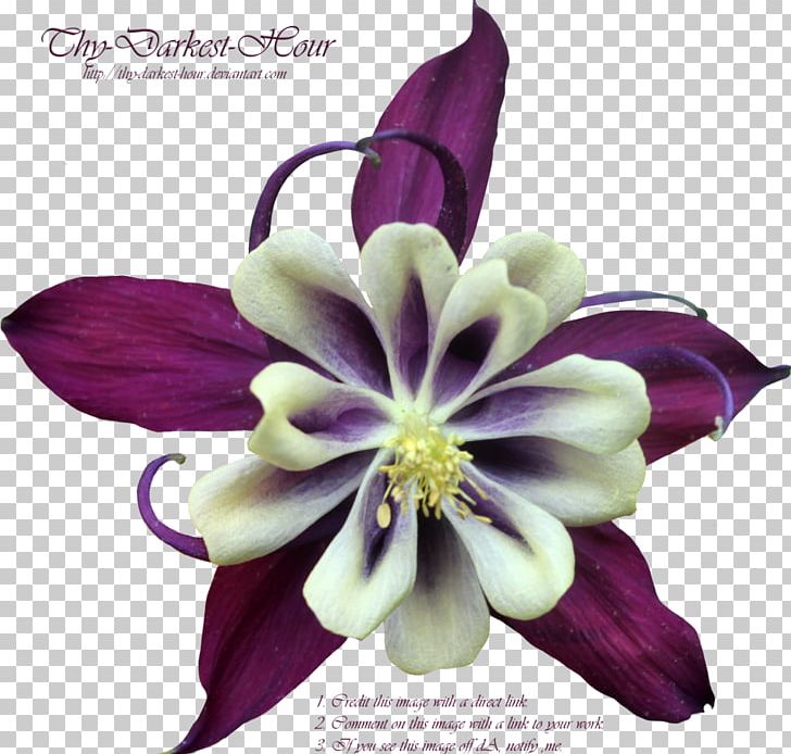 Purple Flower Violet PNG, Clipart, Art, Color, Cut Flowers, Deviantart, Download Free PNG Download