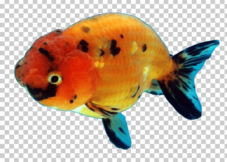Ranchu Oranda Common Goldfish Bony Fishes PNG, Clipart, Aleta Caudal, Animal, Animals, Aquarium, Bony Fish Free PNG Download