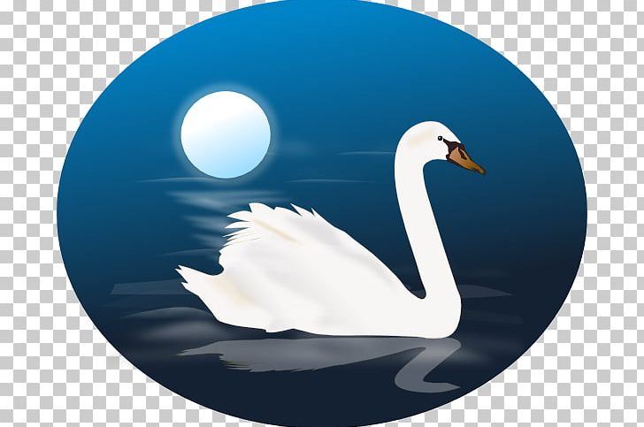 Bird Black Swan Cygnus PNG, Clipart, Beak, Bird, Black Swan, Black Swan Theory, Child Free PNG Download